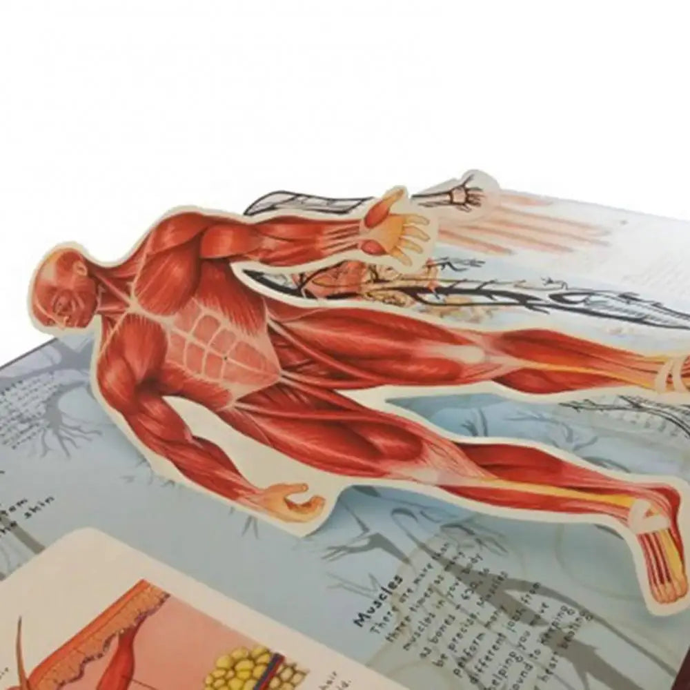 Human Body Structure 3D Picture Anatomy English Popular Science Book Early Education Books Kid Gifts