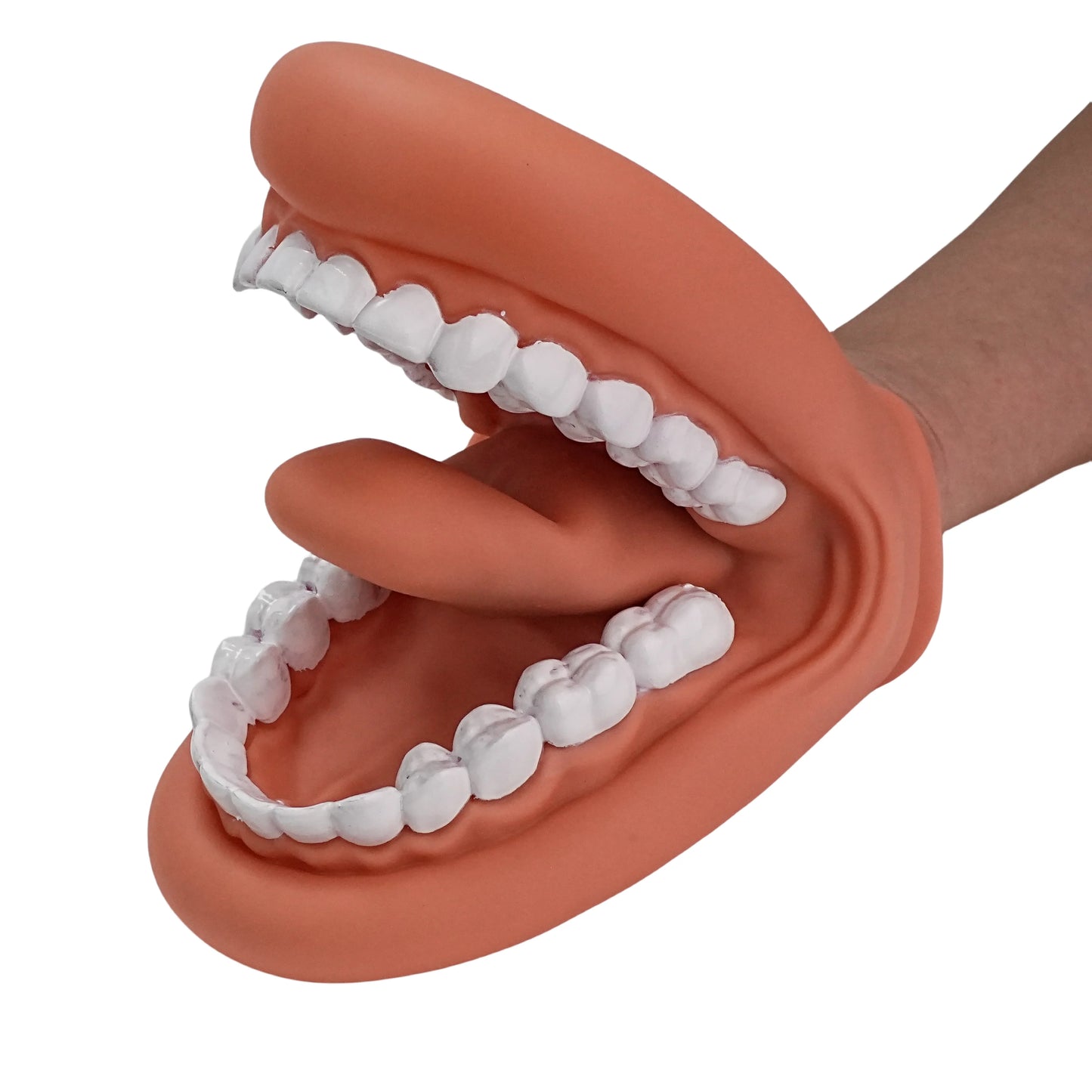 Children's Mouth Puppets, 28 Teeth Tongue Mouth Puppet with Toothbrush, Autism Educational Material for Speech Enhancement