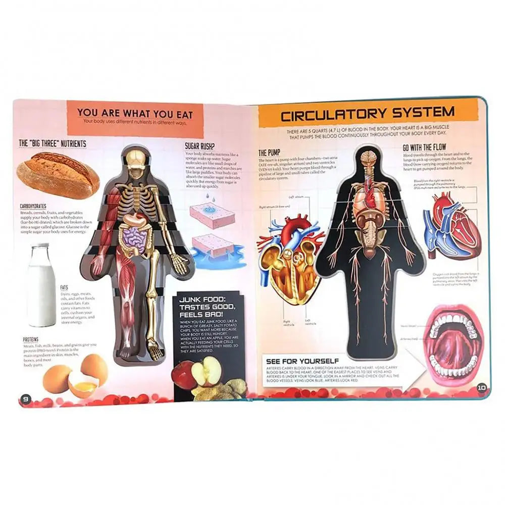Human Body Structure 3D Picture Anatomy English Popular Science Book Early Education Books Kid Gifts