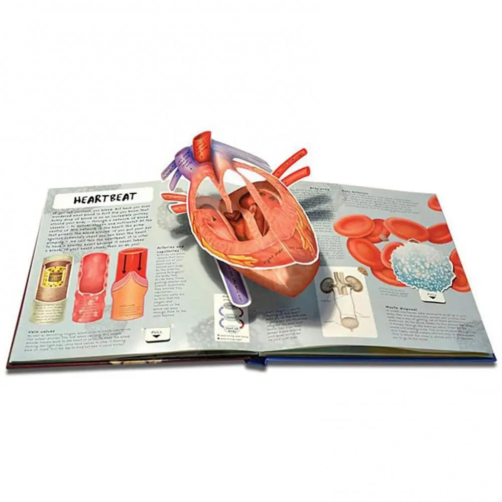 Human Body Structure 3D Picture Anatomy English Popular Science Book Early Education Books Kid Gifts