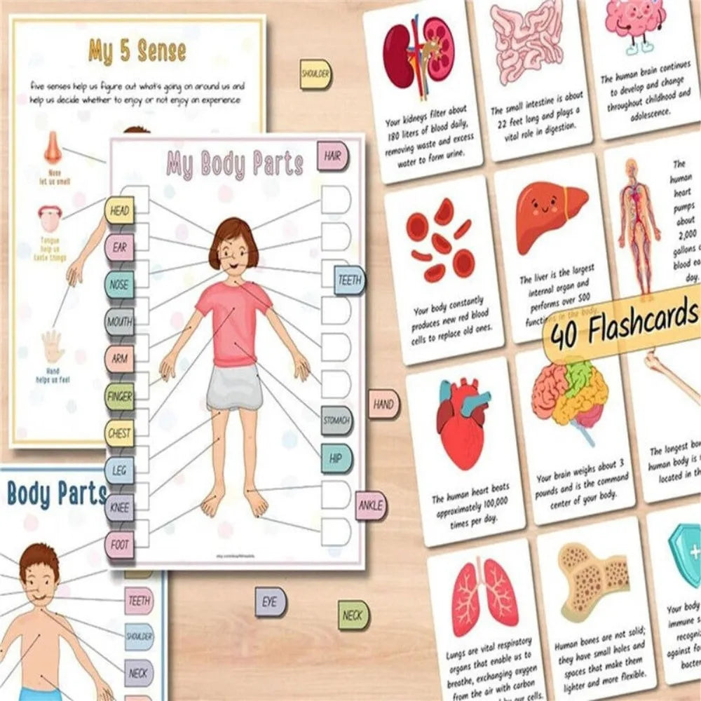 Montessori Human Anatomy Busy Book Autism Sensory Toys Preschool Learning Activities Educational Kindergarten Toddler Busy Book