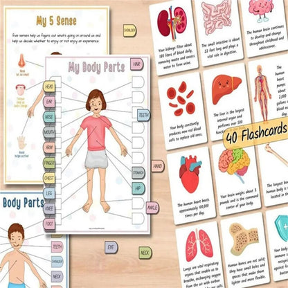 Montessori Human Anatomy Busy Book Autism Sensory Toys Preschool Learning Activities Educational Kindergarten Toddler Busy Book